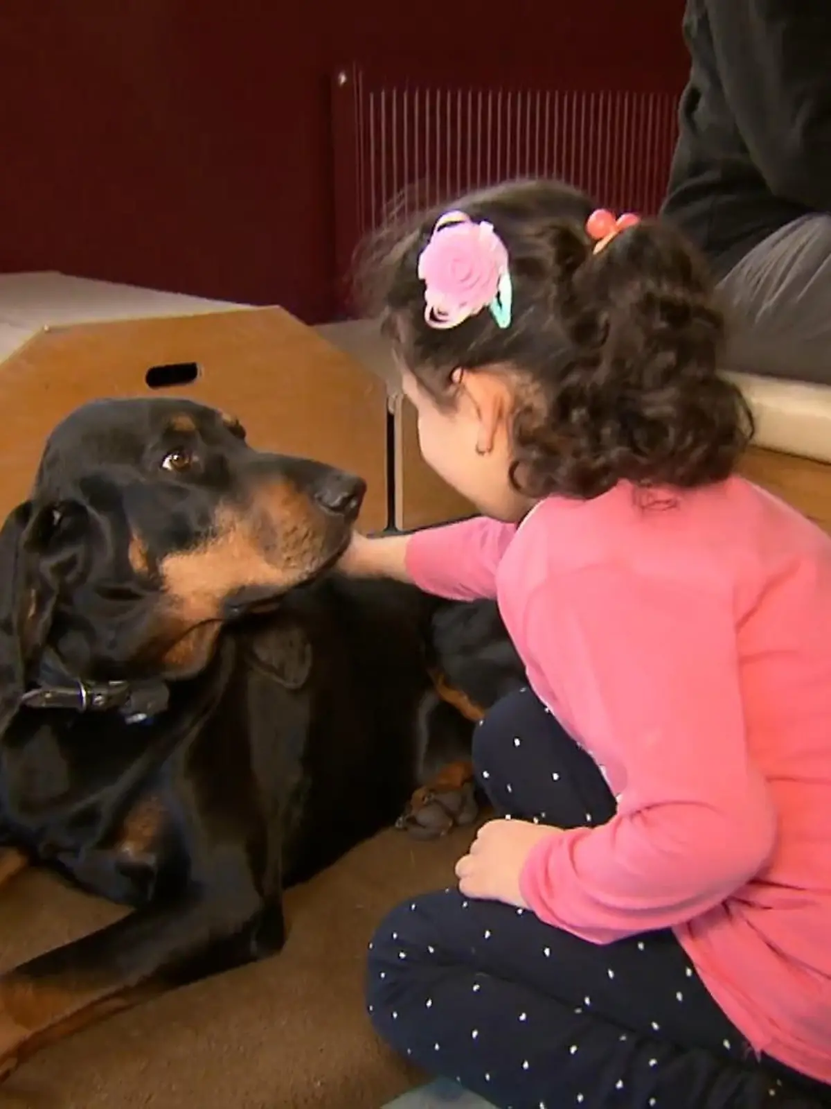 Bild zu: "Kinder lernen mit Hunden umzugehen"