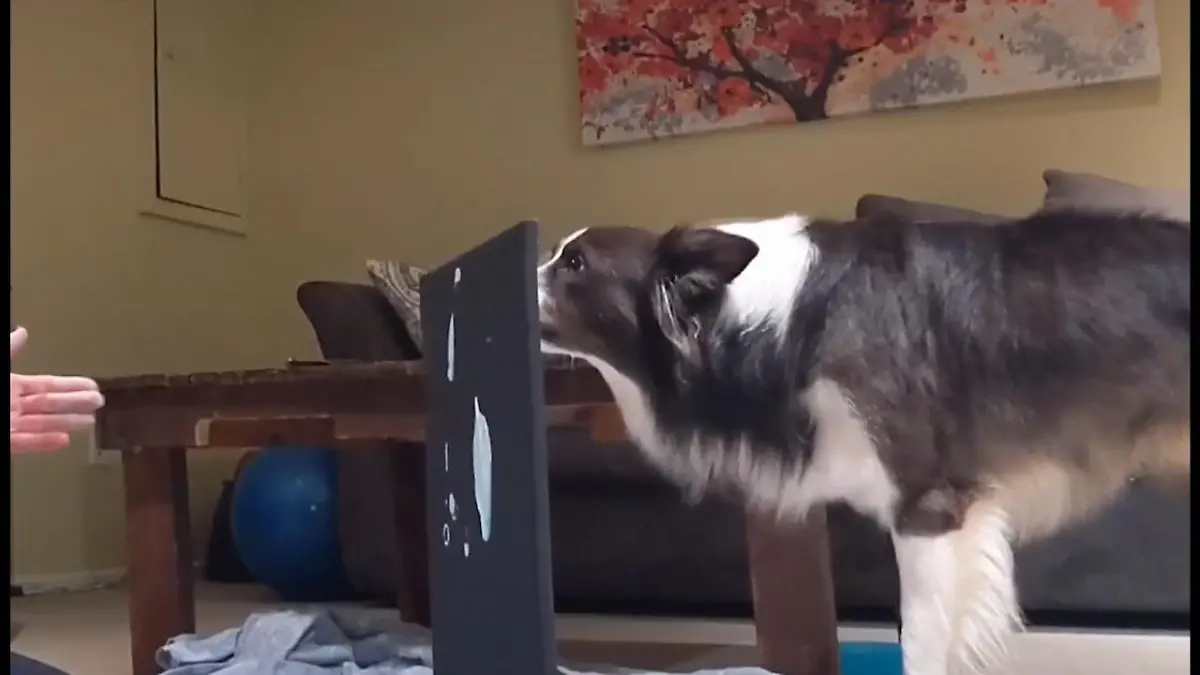 Hund gestaltet eigene Bilder Er sucht sogar die Farben aus