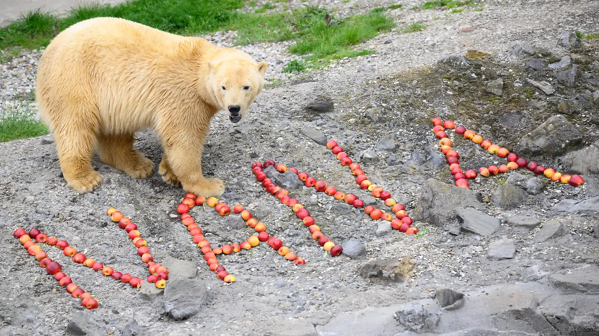 Eisbärin Nana steht im Zoo Hannover neben dem aus Äpfel gebauten Schriftzug „Nana“. Die Eisbärin wird in Kürze im Rahmen des Europäischen Erhaltungszuchtprogramms (EEP) in einen anderen deutschen Zoo ziehen.