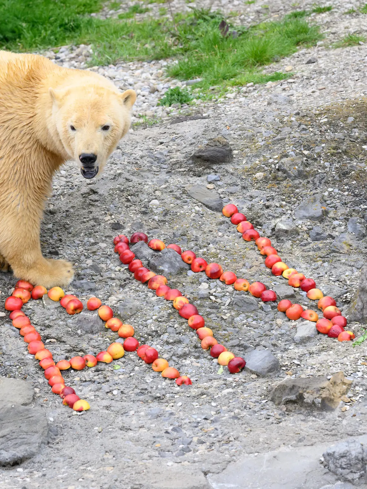 Eisbärin Nana steht im Zoo Hannover neben dem aus Äpfel gebauten Schriftzug „Nana“. Die Eisbärin wird in Kürze im Rahmen des Europäischen Erhaltungszuchtprogramms (EEP) in einen anderen deutschen Zoo ziehen.
