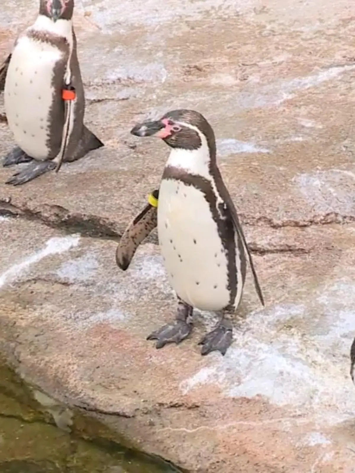 Auch wenn der Frühling wettertechnisch noch auf sich warten lässt: In der Pinguin-Anlage im Frankfurter Zoo haben zwei schwarz-weiße Vögel richtige Frühlingsgefühle! Pinguin-Dame Tibsy und Pinguin-Männchen Harry haben sich Hals über Schnabel ineinander verliebt. Seit letztem Jahr sind die beiden ein Paar. 2020 zog Harry mit seinen Frackträger-Freunden in den Frankfurter Zoo ein. Doch sein Aufenthalt sollte eigentlich nur von kurzer Dauer sein. Droht den Turtel-Pinguinen jetzt eine Fernbeziehung?