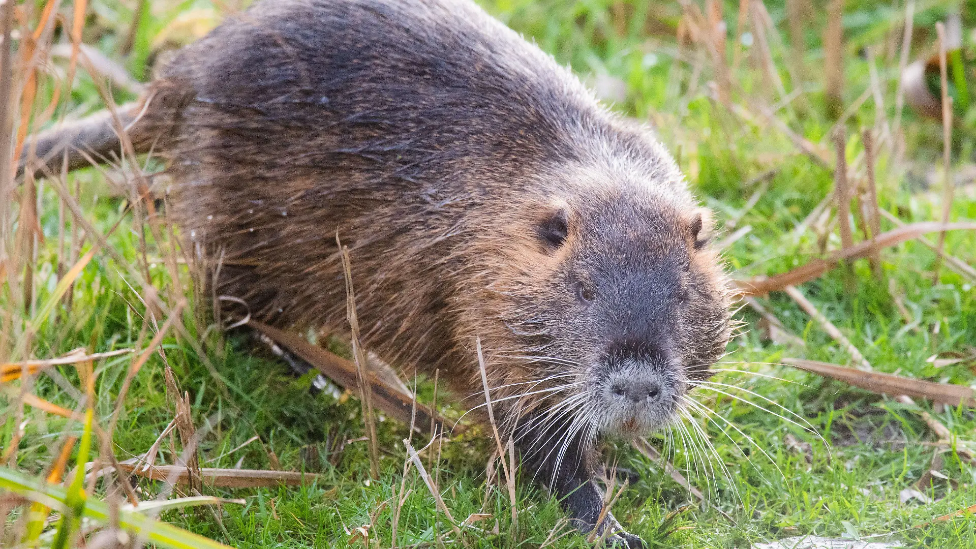 ARCHIV - 30.12.2019, Ronnenberg: Ein Nutria verweilt an einem Teich. (zu dpa "Feuerwehr rettet festgeklemmte Biberratte") Foto: Julian Stratenschulte/dpa +++ dpa-Bildfunk +++