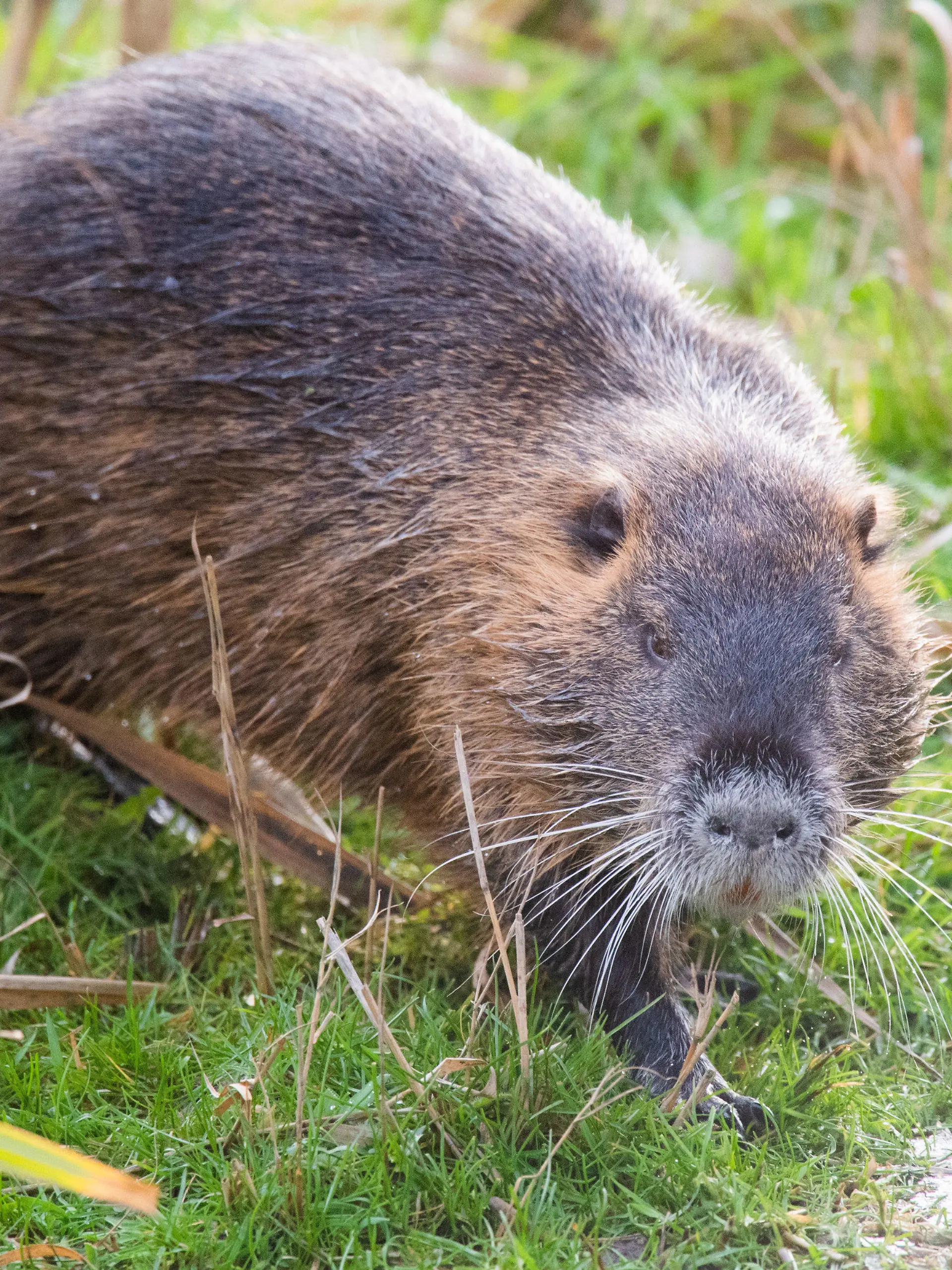 ARCHIV - 30.12.2019, Ronnenberg: Ein Nutria verweilt an einem Teich. (zu dpa "Feuerwehr rettet festgeklemmte Biberratte") Foto: Julian Stratenschulte/dpa +++ dpa-Bildfunk +++