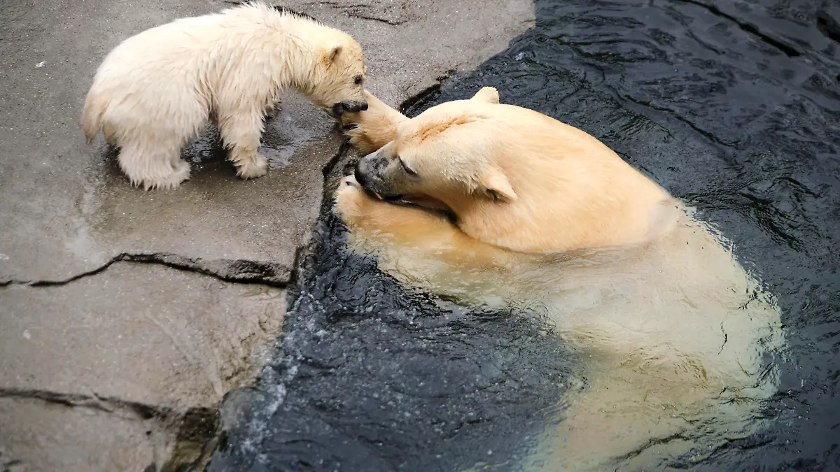 Erster Ausgang des noch namenlosen Eisbärbabys mit seiner Eisbärmutter Milana ins Freigelände im Erlebnis-Zoo. Hannover, 20.03.2020