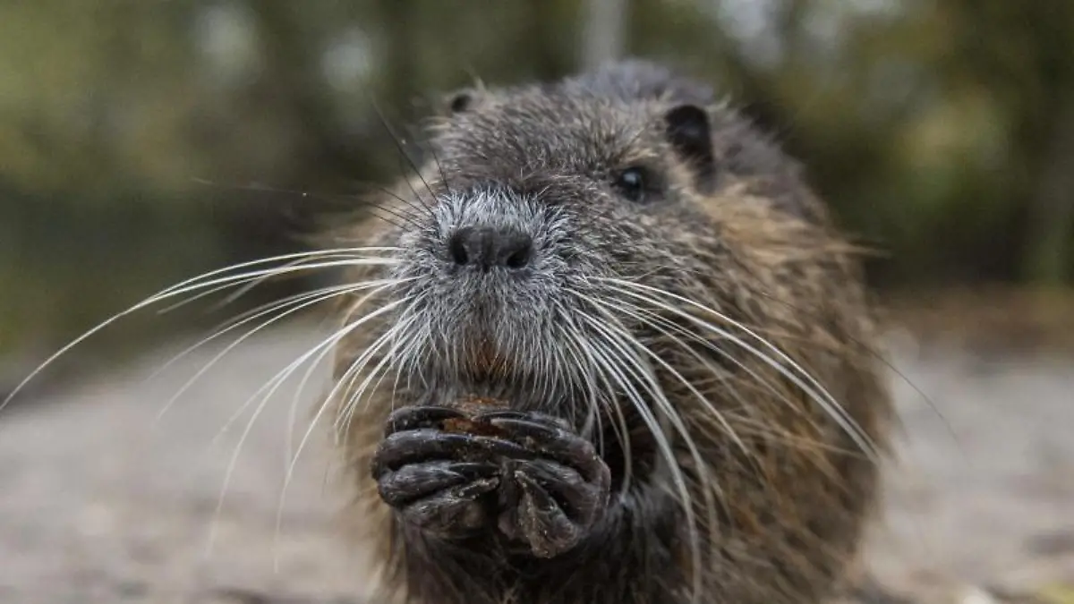 Nutria