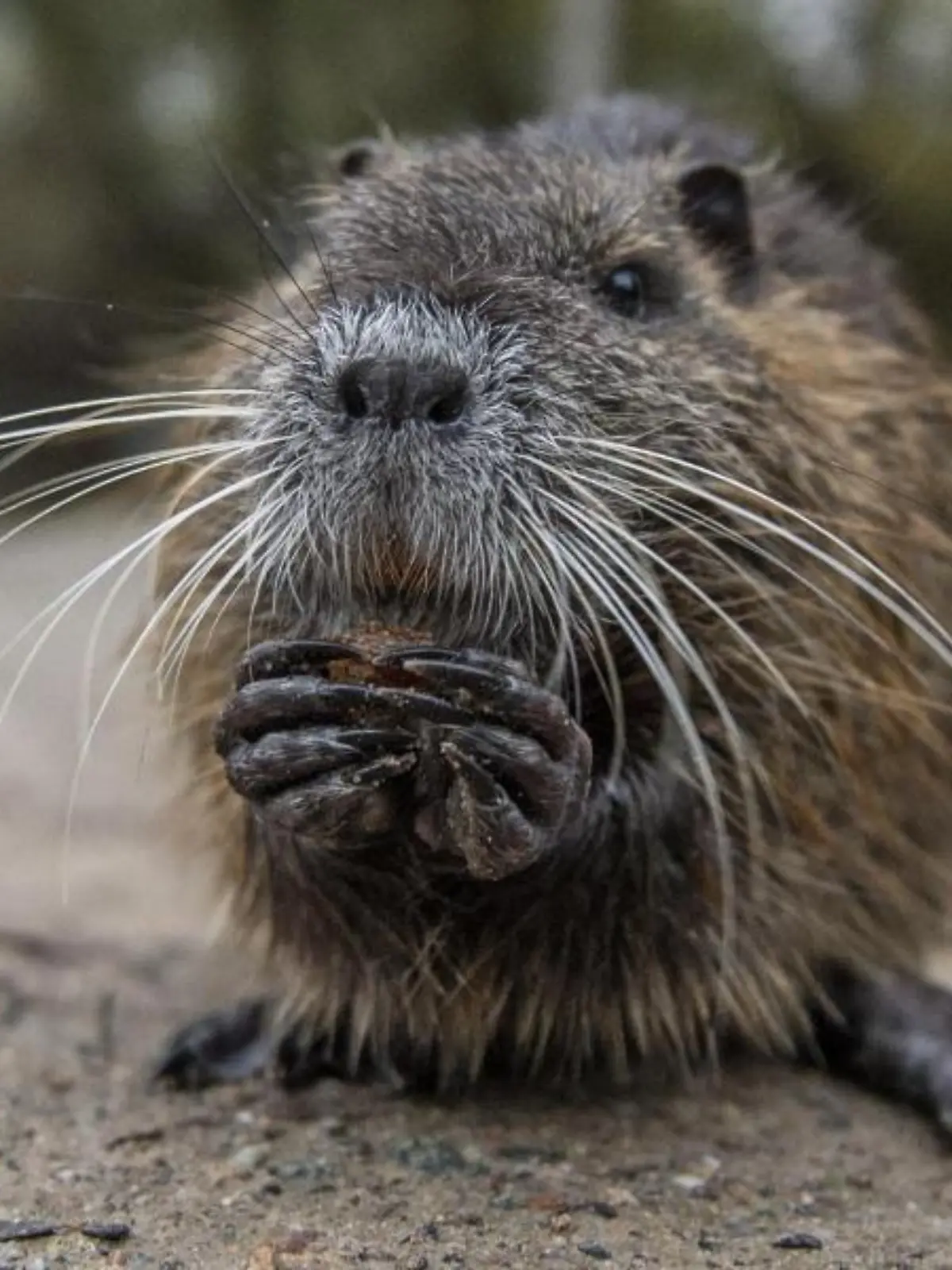 Nutria