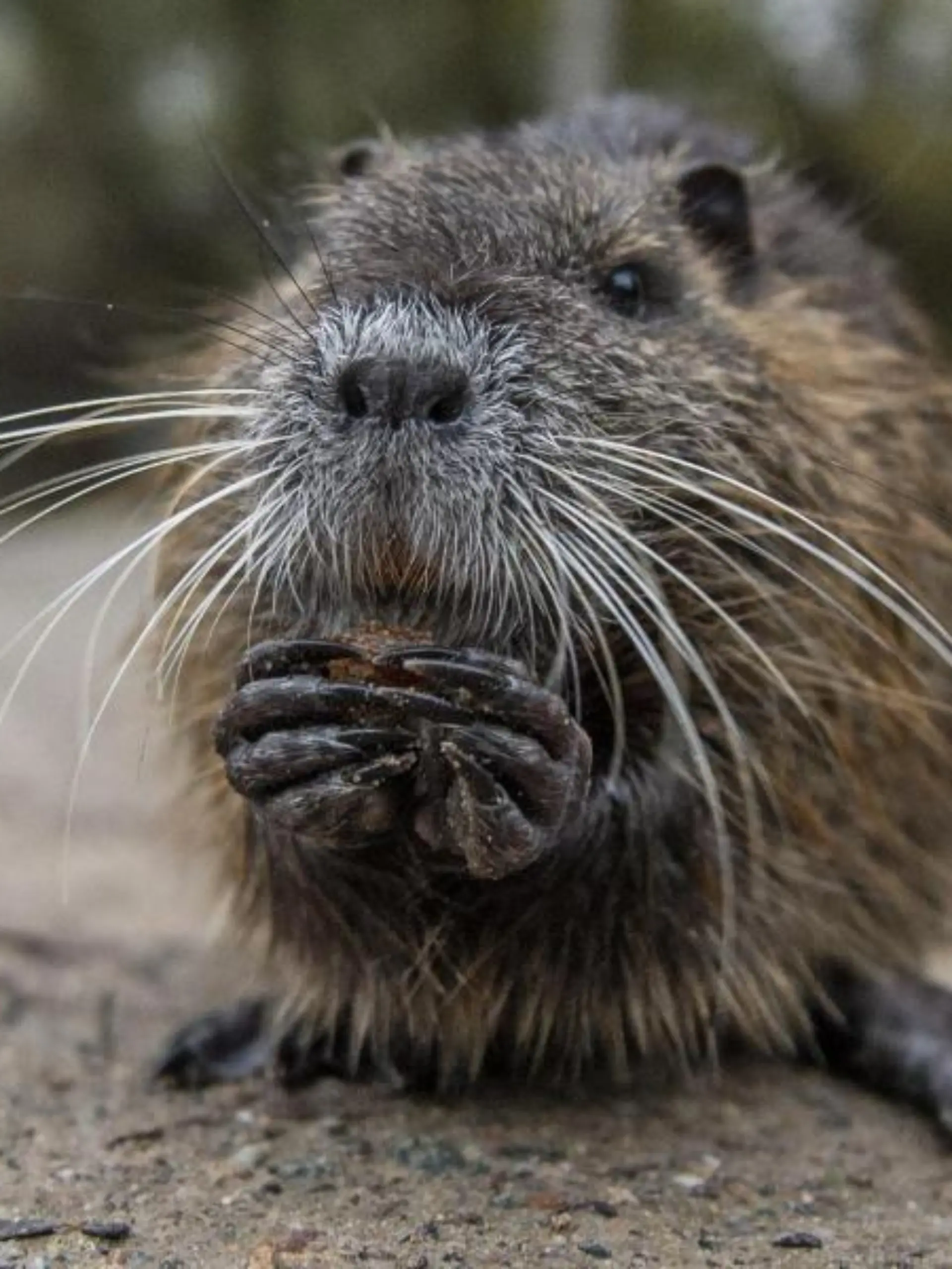 Nutria