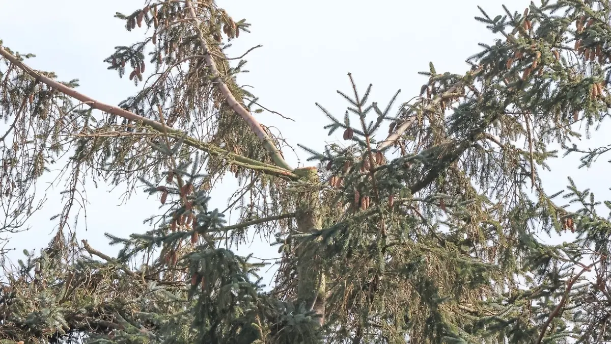 Wer tut so etwas? Der Horstbaum des Seeadler-Paares ist abgesägt worden. 