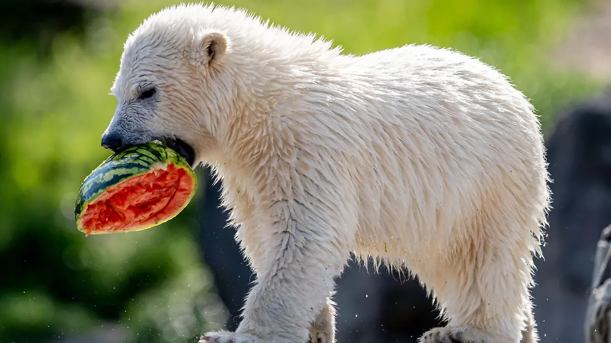 Die kleine Eisbärin Nana frisst eine Wassermelone im Zoo Hannover. Der Eisbär-Nachwuchs wurde heute auf den Namen Nana getauft.
