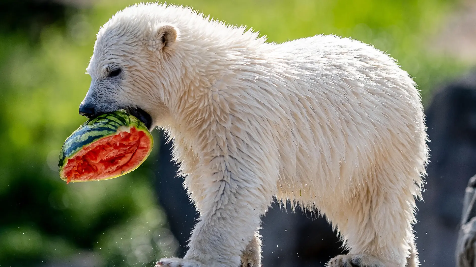 Die kleine Eisbärin Nana frisst eine Wassermelone im Zoo Hannover. Der Eisbär-Nachwuchs wurde heute auf den Namen Nana getauft.