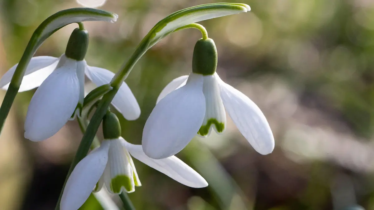  Niedersachsen, Hannover, 20.02.2021, Frühlingsgefühle bei 17 Grad und Sonnenschein, die ersten Bienen sind unterwegs, Wetter, Frühling, Blumen, Schneeglöckchen, Biene, *** Lower Saxony, Hannover, 20 02 2021, spring fever at 17 degrees and sunshine, the first bees are on the way, weather, spring, flowers, snowdrops, bee,