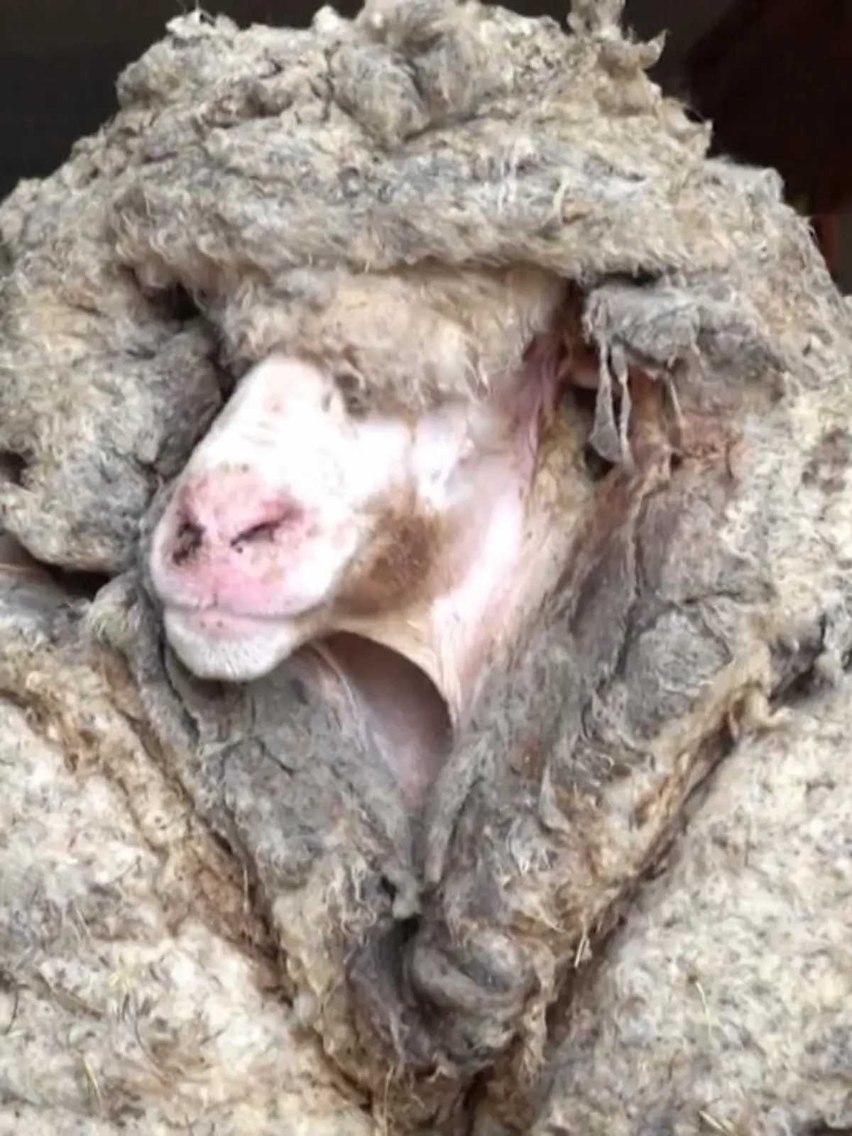 Nach 5 bis 6 Jahren im australischen Busch ist die Wolle dieses Schafs so dick, dass es kaum noch gehen oder stehen kann. Also ab mit der Wolle und rein in den Stall von Edgars Tiermission in der Nähe von Melbourne. Dort wurde der Pfundskerl übrigens auf den Namen Baarack getauft.