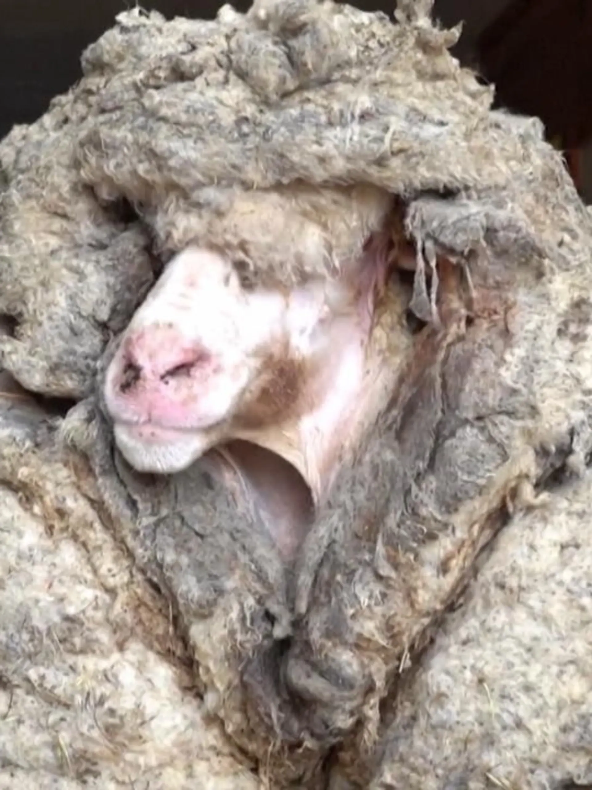 Nach 5 bis 6 Jahren im australischen Busch ist die Wolle dieses Schafs so dick, dass es kaum noch gehen oder stehen kann. Also ab mit der Wolle und rein in den Stall von Edgars Tiermission in der Nähe von Melbourne. Dort wurde der Pfundskerl übrigens auf den Namen Baarack getauft.