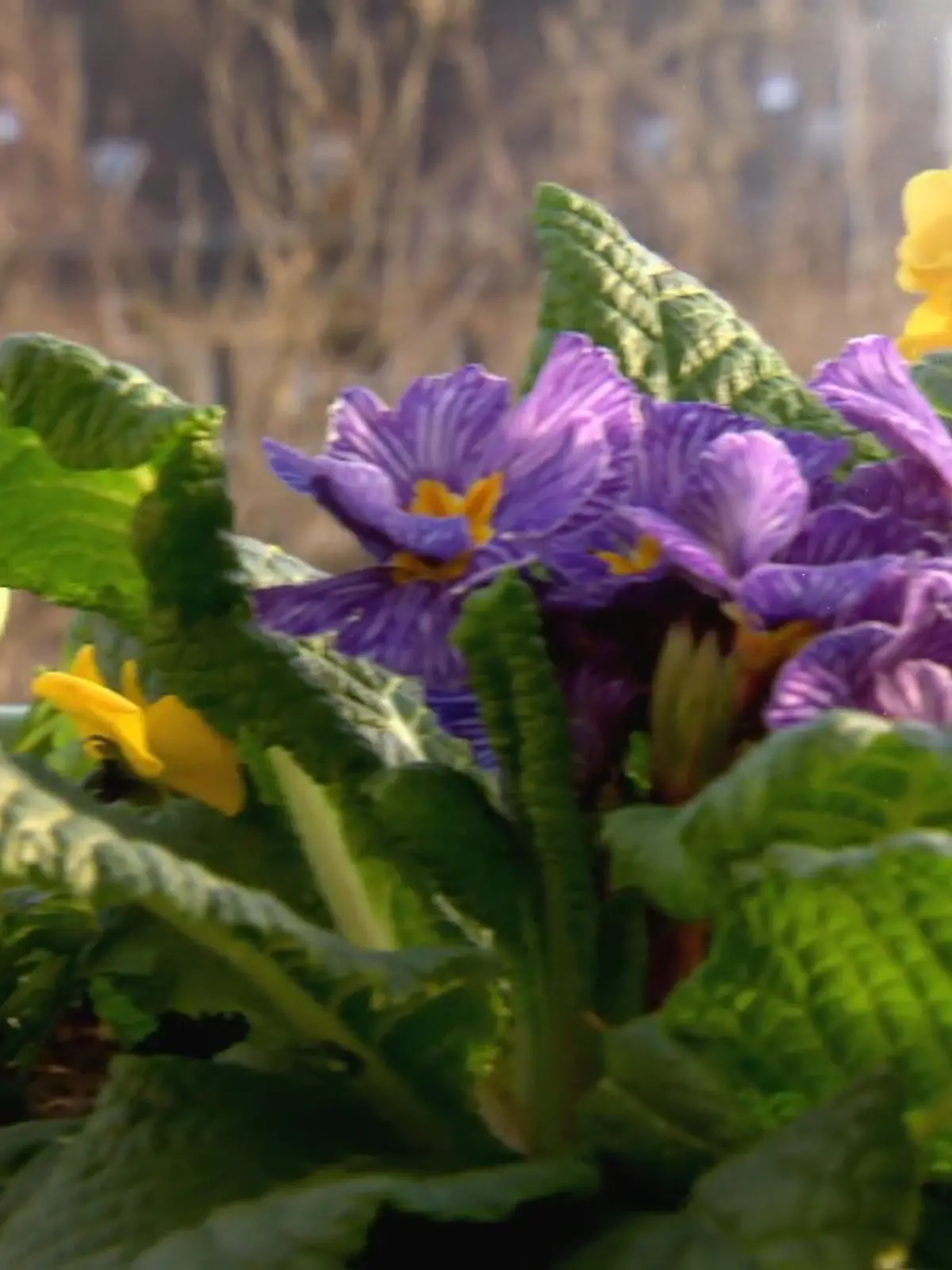 Der Frühling ist fast da, und endlich wird es Zeit für Balkonien. Wie Sie Ihren Balkon frühlingsfit machen, wo es derzeit Blumen zu kaufen gibt und wie Schnittblumen in der Wohnung länger halten, erklärt eine Floristin im Video.