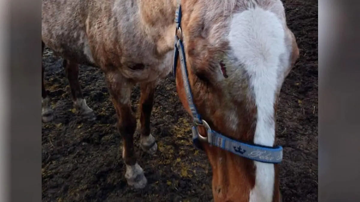 Ein blindes Pferd wurde von einem Unbekannten gejagt und lief gegen einen Baum.