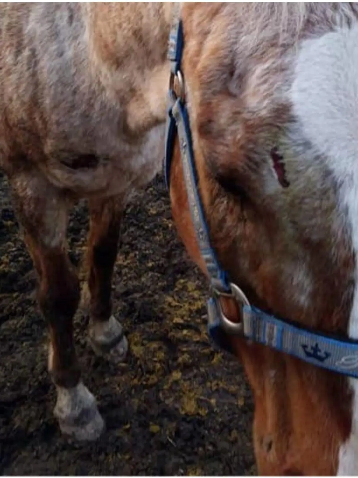 Ein blindes Pferd wurde von einem Unbekannten gejagt und lief gegen einen Baum.