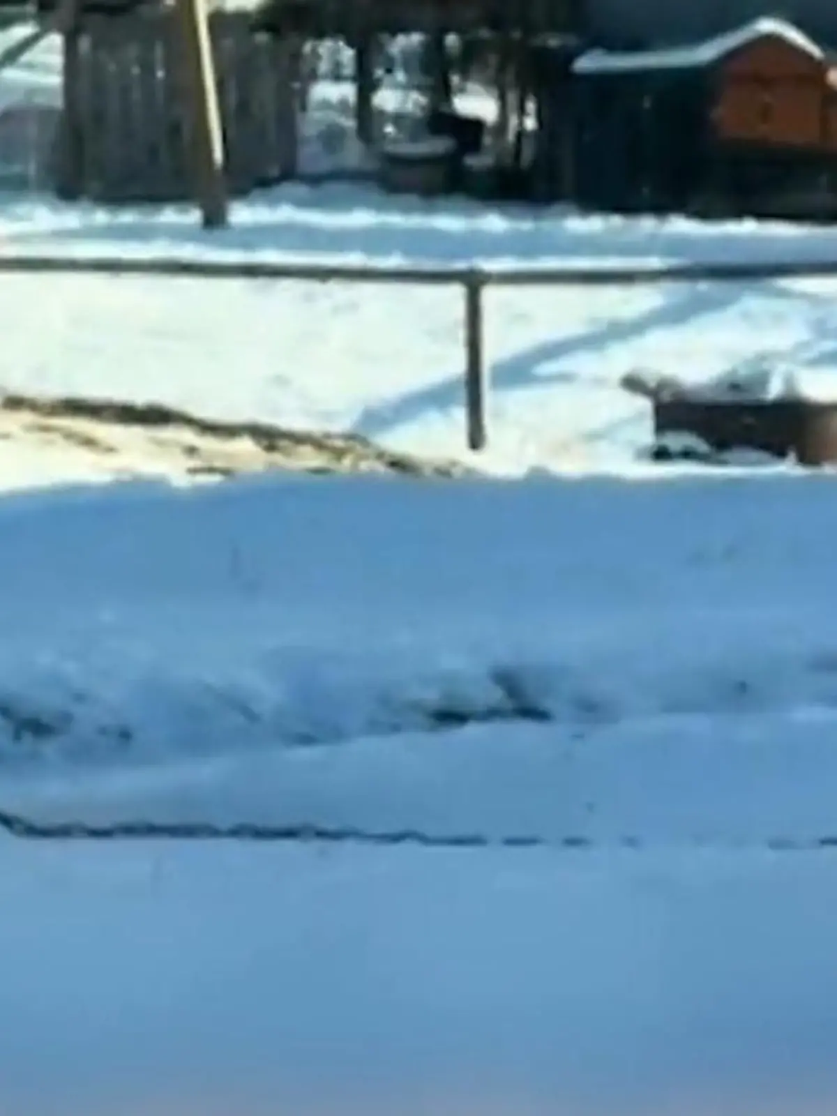 Bild zu: "Buddy 13 Jahre vor Haus angekettet – jetzt das Happy End!"