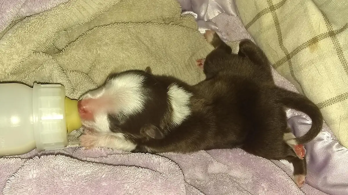 Hundewelpe Skipper kam mit sechs Beinen zur Welt.