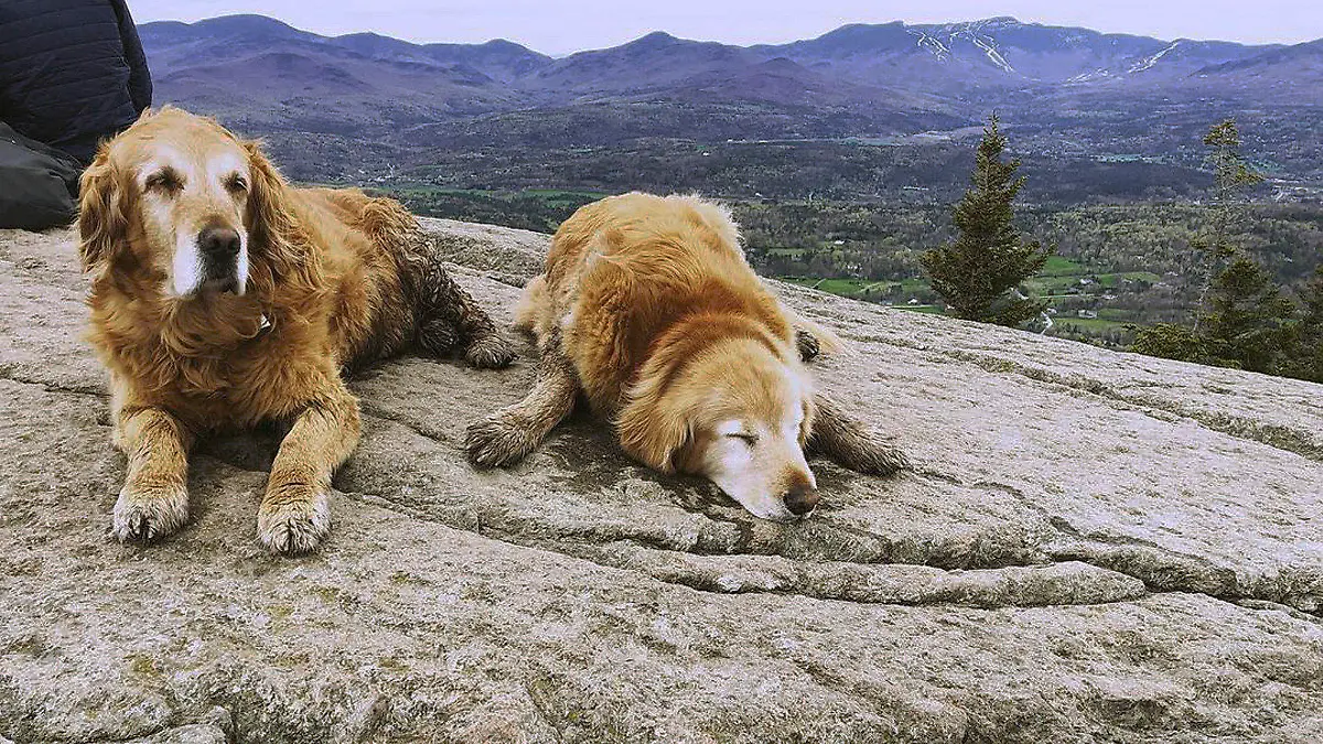 In this May 12, 2019, photo provided by Ashley Bartley, golden retriever named Baylor and Sampson rest at the top of the Pinnacle trail in Stowe, Vt. The dogs' owner confirmed Wednesday, Nov. 11, 2020, that Baylor had died. The pair of golden retrievers have been known by hikers to roam the Pinnacle trail hike in as unofficial guides. (Ashley Bartley via AP)