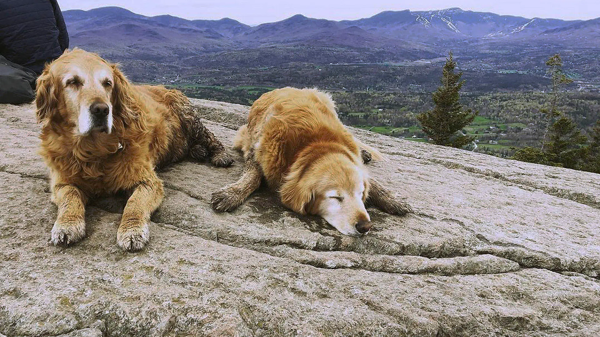 In this May 12, 2019, photo provided by Ashley Bartley, golden retriever named Baylor and Sampson rest at the top of the Pinnacle trail in Stowe, Vt. The dogs' owner confirmed Wednesday, Nov. 11, 2020, that Baylor had died. The pair of golden retrievers have been known by hikers to roam the Pinnacle trail hike in as unofficial guides. (Ashley Bartley via AP)