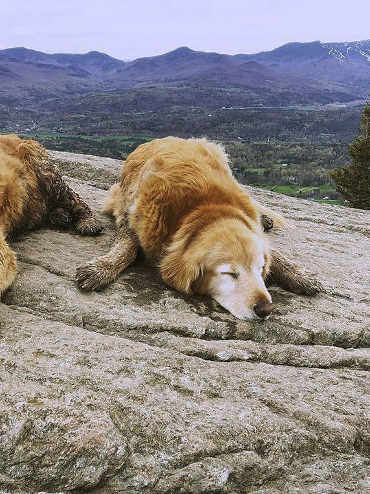 In this May 12, 2019, photo provided by Ashley Bartley, golden retriever named Baylor and Sampson rest at the top of the Pinnacle trail in Stowe, Vt. The dogs' owner confirmed Wednesday, Nov. 11, 2020, that Baylor had died. The pair of golden retrievers have been known by hikers to roam the Pinnacle trail hike in as unofficial guides. (Ashley Bartley via AP)