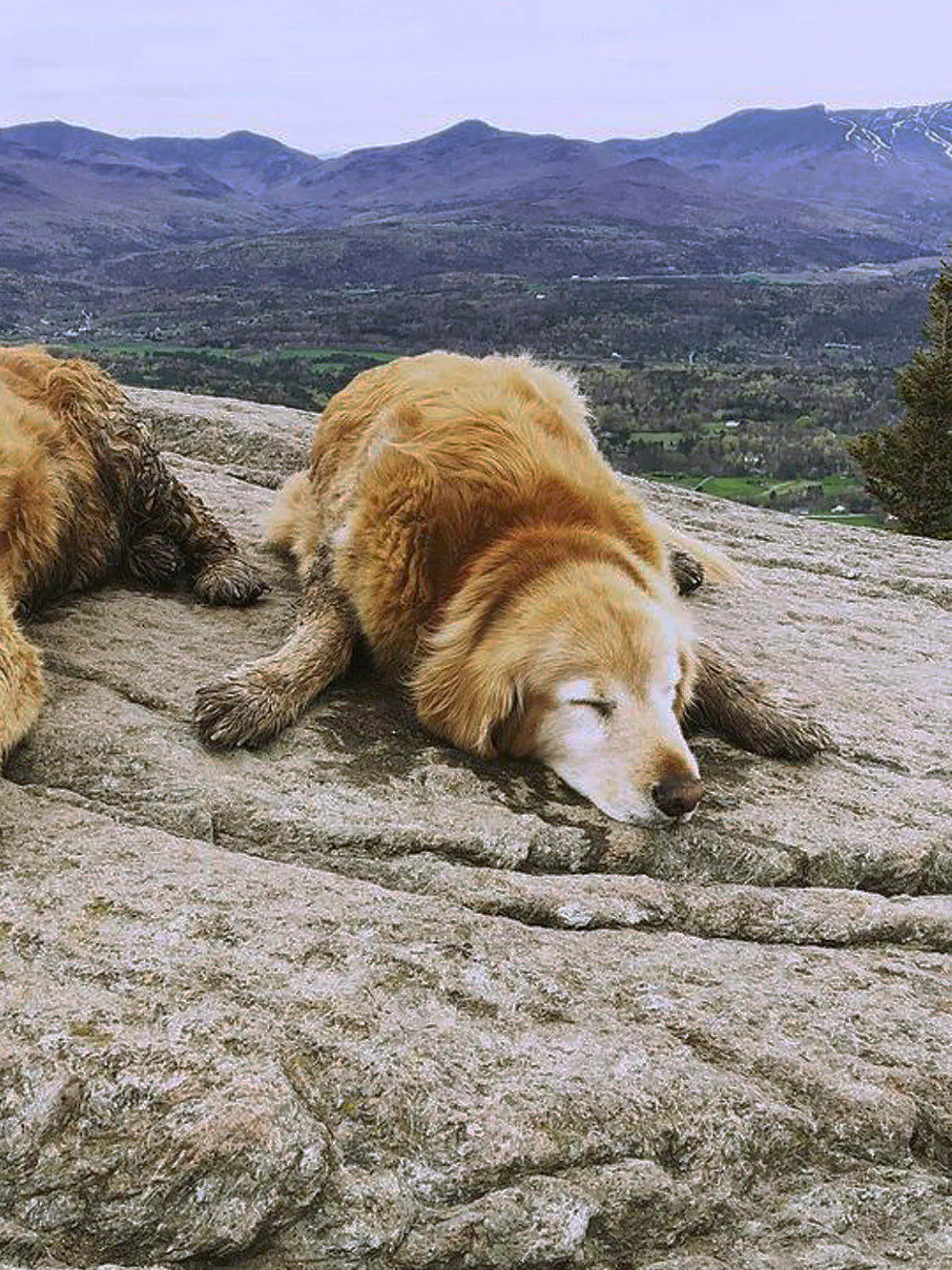 In this May 12, 2019, photo provided by Ashley Bartley, golden retriever named Baylor and Sampson rest at the top of the Pinnacle trail in Stowe, Vt. The dogs' owner confirmed Wednesday, Nov. 11, 2020, that Baylor had died. The pair of golden retrievers have been known by hikers to roam the Pinnacle trail hike in as unofficial guides. (Ashley Bartley via AP)
