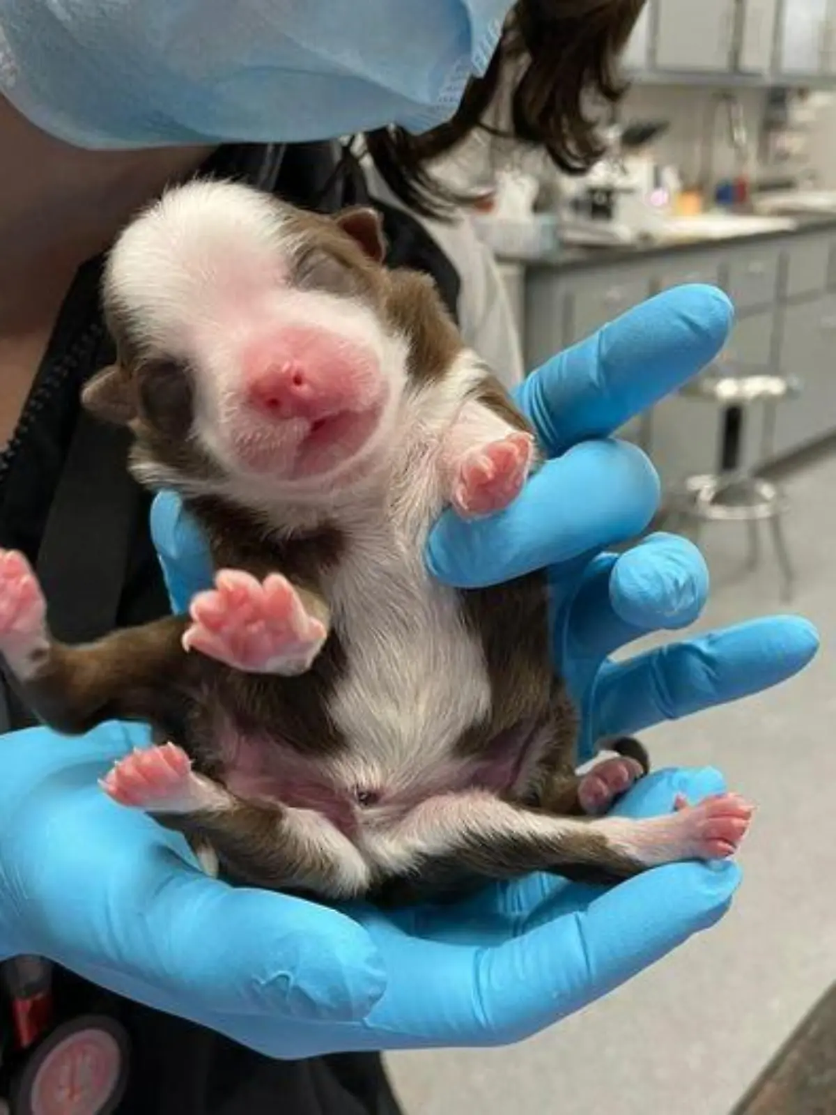 Hundewelpe Skipper kam mit sechs Beinen zur Welt.