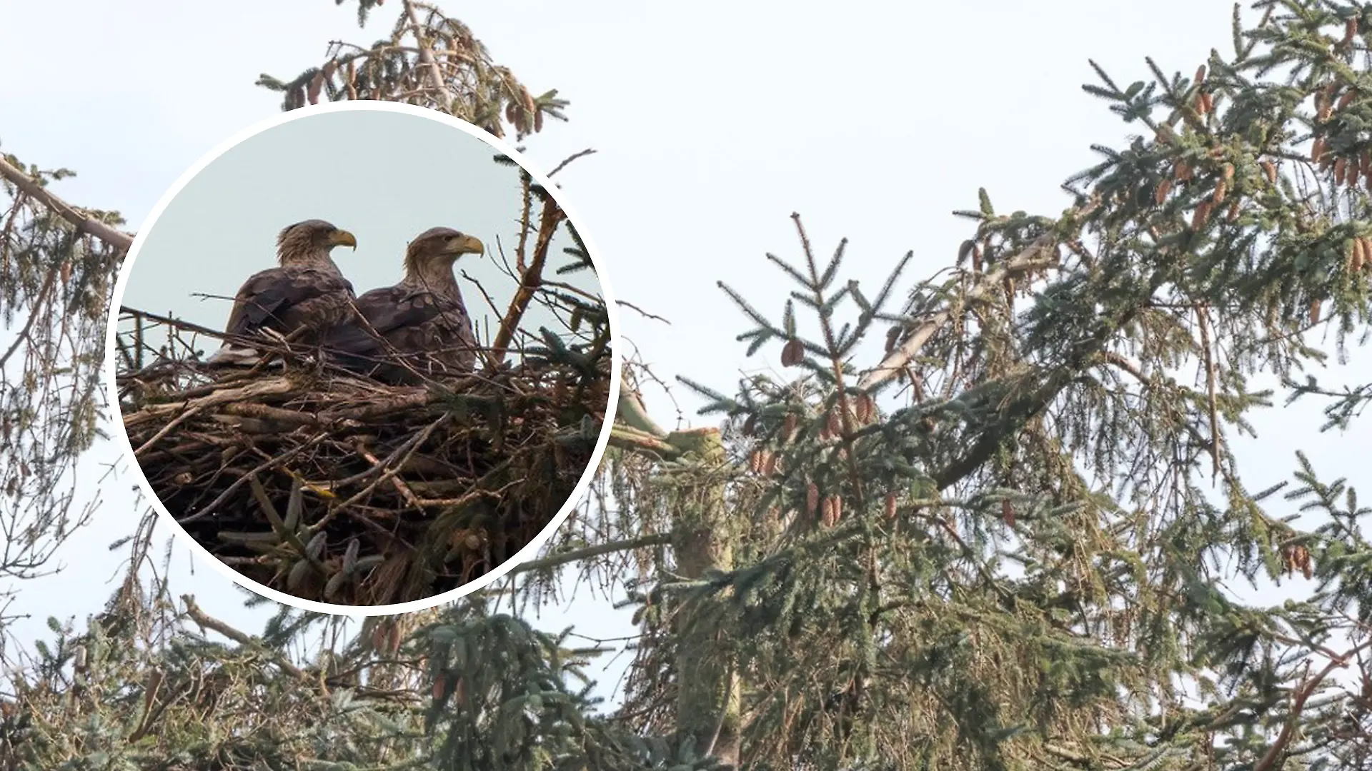 Der Brutplatz der Seeadler ist mutwillig zerstört worden!