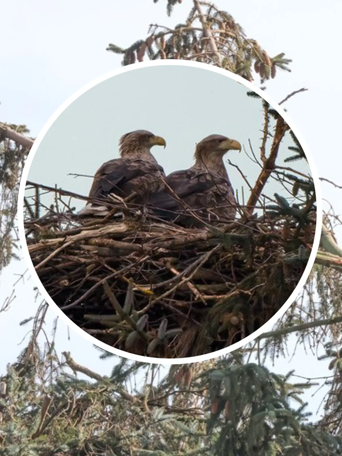 Der Brutplatz der Seeadler ist mutwillig zerstört worden!