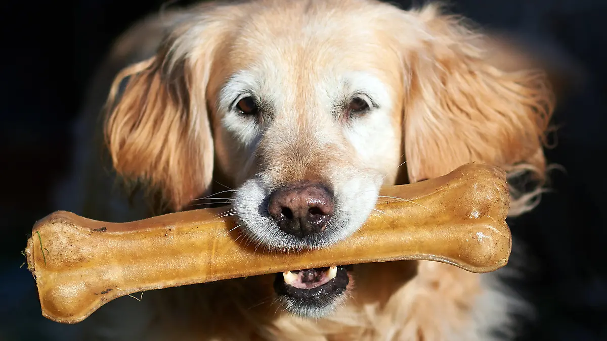 ILLUSTRATION - Golden Retriever Ronja trägt am 04.02.2014 in Herdecke (Nordrhein-Westfalen) einen großen Kauknochen im Maul. Die Fressnapf Tiernahrungs GmbH hat für Mittwoch (05.02.) zu seiner Jahres PK nach Krefeld eingeladen. Das Unternehmen ist der größte deutsche Händler für Tierbedarf. Foto: Bernd Thissen/dpa +++(c) dpa - Bildfunk+++