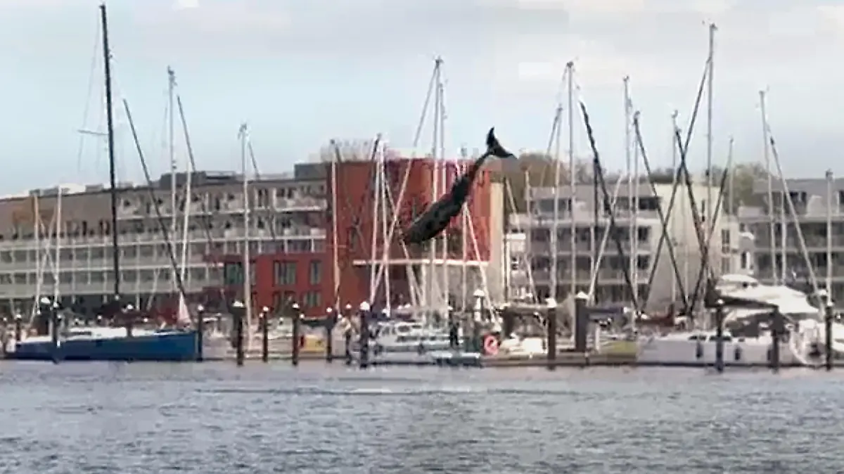 23.04.2023, Schleswig-Holstein, Travemünde: Ein Zahnwal springt in die Luft. Mutmaßlich ein verspielter Delfin hat am Wochenende in der Lübecker Bucht für viel Aufsehen gesorgt. Das aktive Tier war sowohl am Samstag als auch am Sonntag immer wieder aus dem Wasser in die Luft gesprungen. (Zu dpa «Seltener Gast: Delfin springt in Bucht durch das Wasser»). Foto: Volker Gerstmann/TNN/dpa +++ dpa-Bildfunk +++