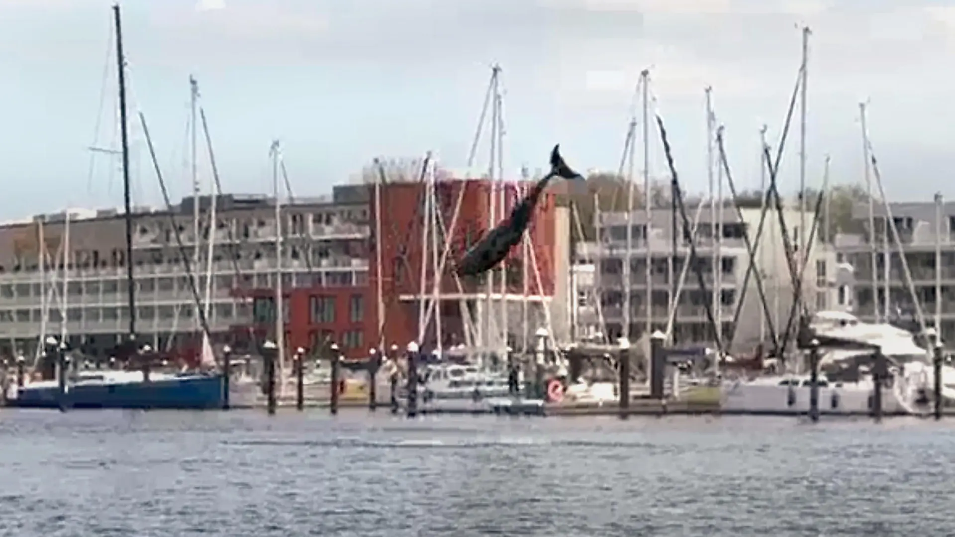 23.04.2023, Schleswig-Holstein, Travemünde: Ein Zahnwal springt in die Luft. Mutmaßlich ein verspielter Delfin hat am Wochenende in der Lübecker Bucht für viel Aufsehen gesorgt. Das aktive Tier war sowohl am Samstag als auch am Sonntag immer wieder aus dem Wasser in die Luft gesprungen. (Zu dpa «Seltener Gast: Delfin springt in Bucht durch das Wasser»). Foto: Volker Gerstmann/TNN/dpa +++ dpa-Bildfunk +++