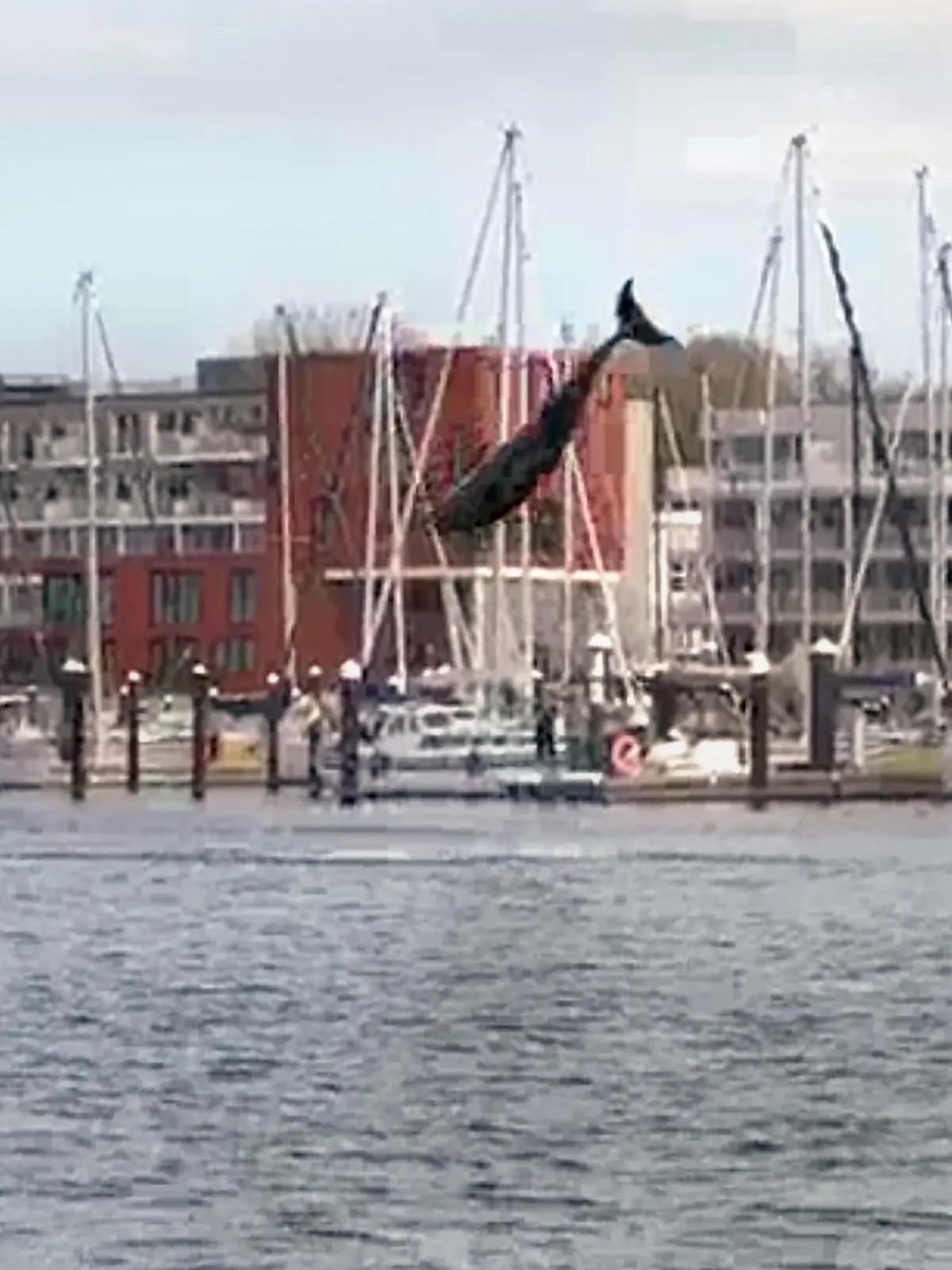 23.04.2023, Schleswig-Holstein, Travemünde: Ein Zahnwal springt in die Luft. Mutmaßlich ein verspielter Delfin hat am Wochenende in der Lübecker Bucht für viel Aufsehen gesorgt. Das aktive Tier war sowohl am Samstag als auch am Sonntag immer wieder aus dem Wasser in die Luft gesprungen. (Zu dpa «Seltener Gast: Delfin springt in Bucht durch das Wasser»). Foto: Volker Gerstmann/TNN/dpa +++ dpa-Bildfunk +++
