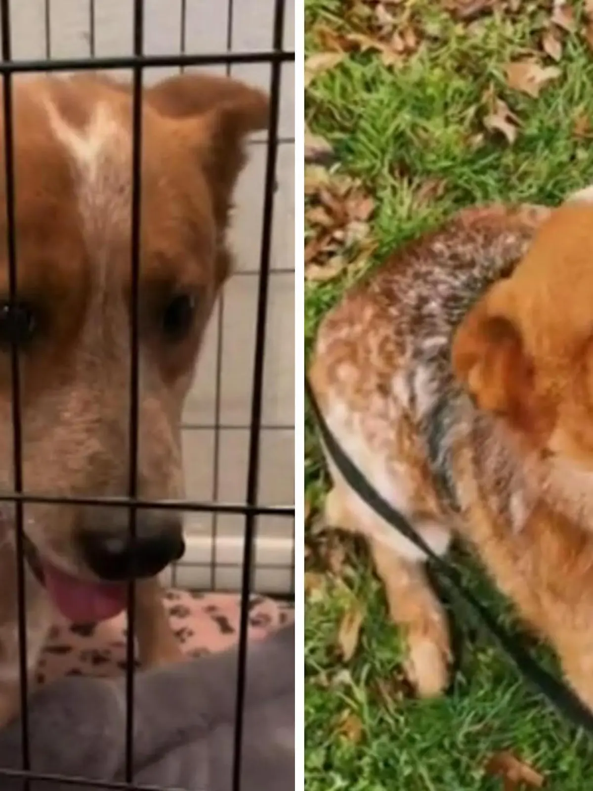 Sein Leben sollte beendet werden! Hund Ben kam ins Tierheim und sollte dort eingeschläfert werden – einfach nur, weil er ängstlich war. Doch Tierschützerin Jolene wird auf den Vierbeiner aufmerksam und handelt sofort. Im Video sehen Sie Bens bewegendes Schicksal.