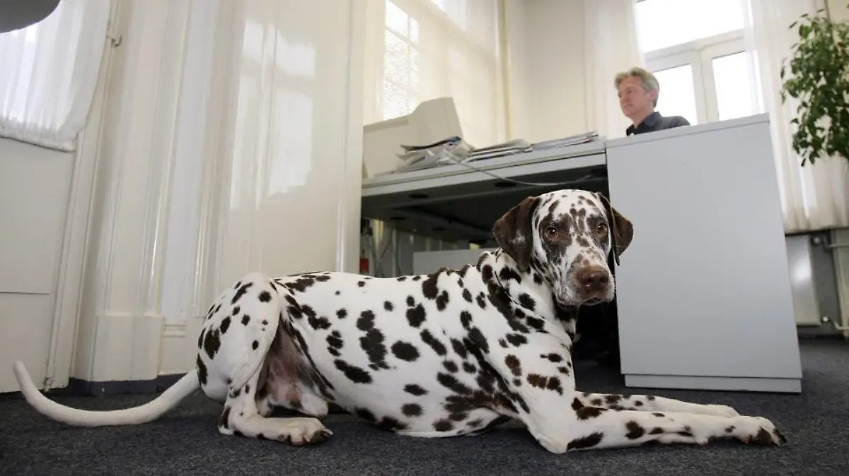 Zum Themendienst-Bericht von Claudia Bell vom 7. November: Ein Bürohund muss auch still sitzen bleiben können. Denn sonst stört er schnell Kollegen und Kunden. (Die Veröffentlichung ist für dpa-Themendienst-Bezieher honorarfrei.) Foto: Kay Nietfeld