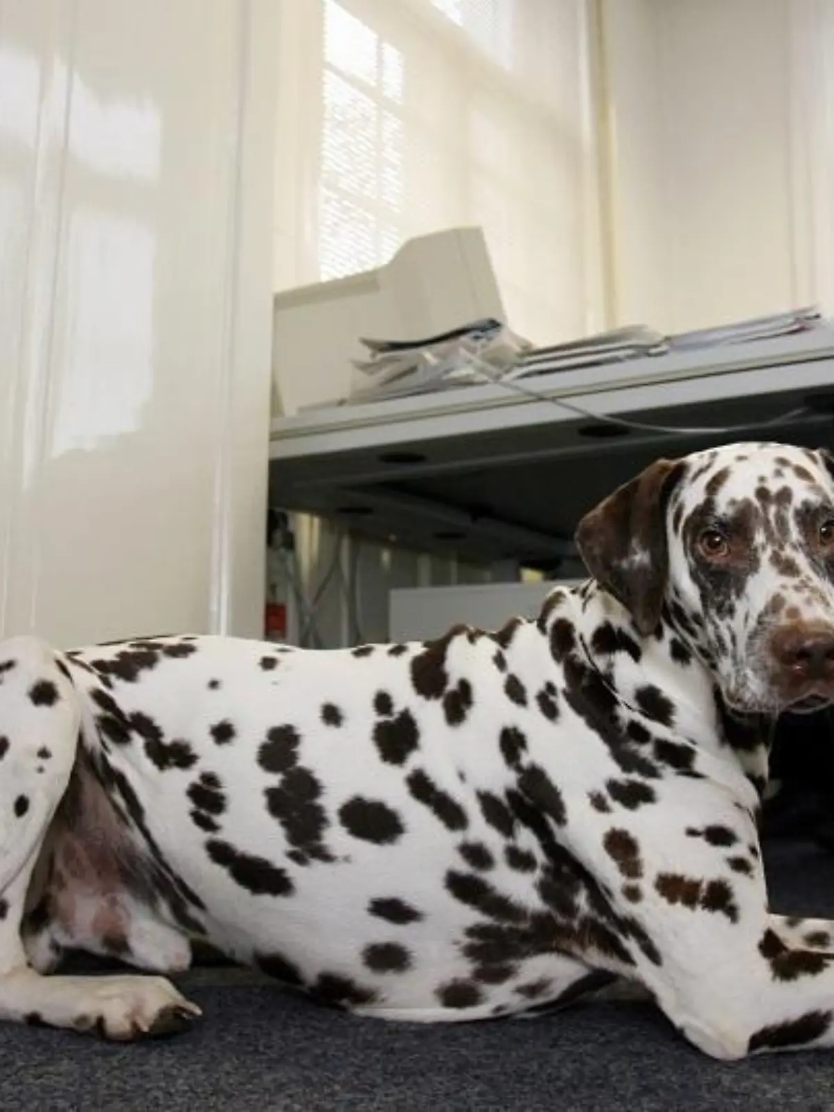 Zum Themendienst-Bericht von Claudia Bell vom 7. November: Ein Bürohund muss auch still sitzen bleiben können. Denn sonst stört er schnell Kollegen und Kunden. (Die Veröffentlichung ist für dpa-Themendienst-Bezieher honorarfrei.) Foto: Kay Nietfeld