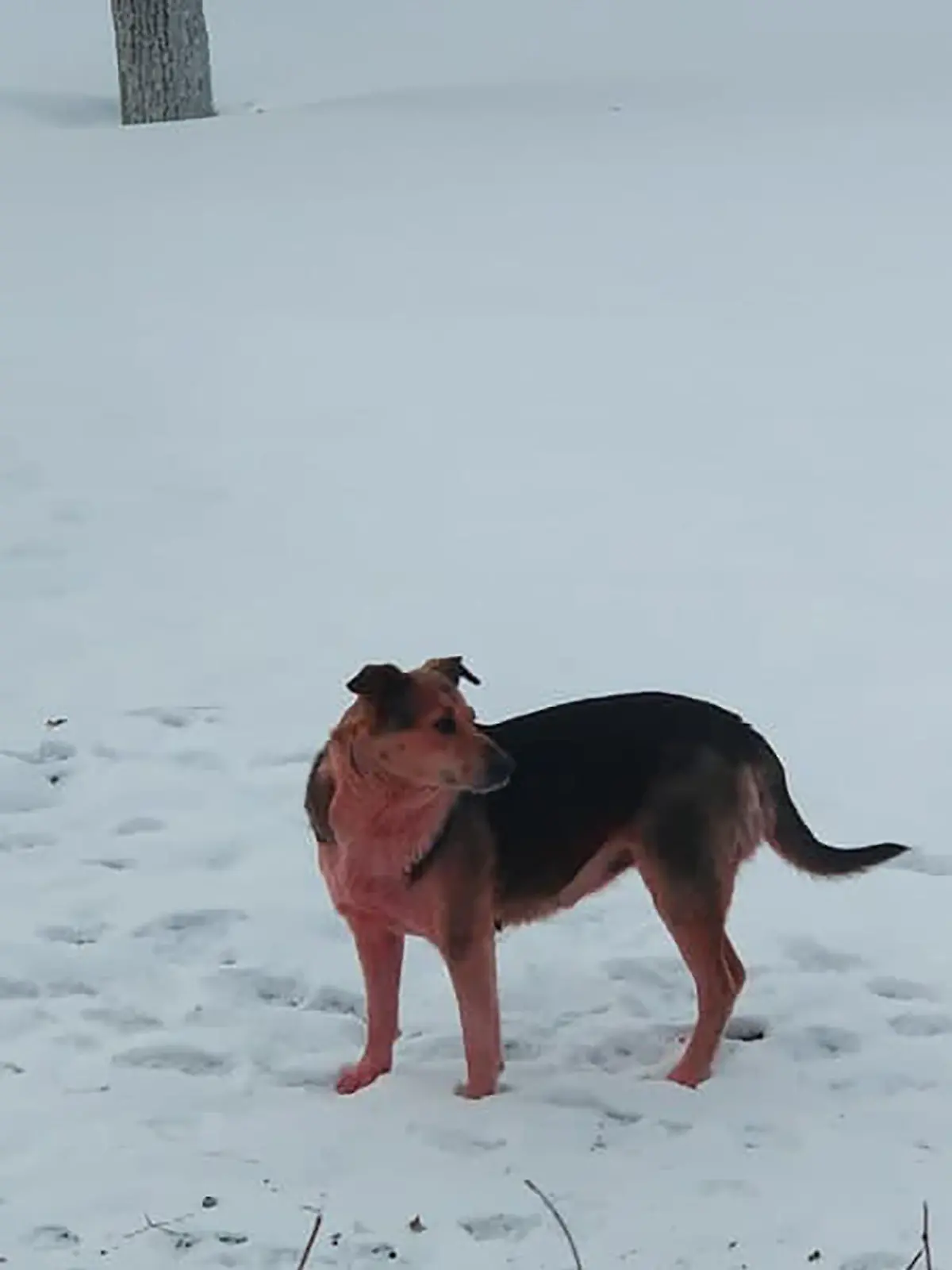 Pinke Hund in Russland