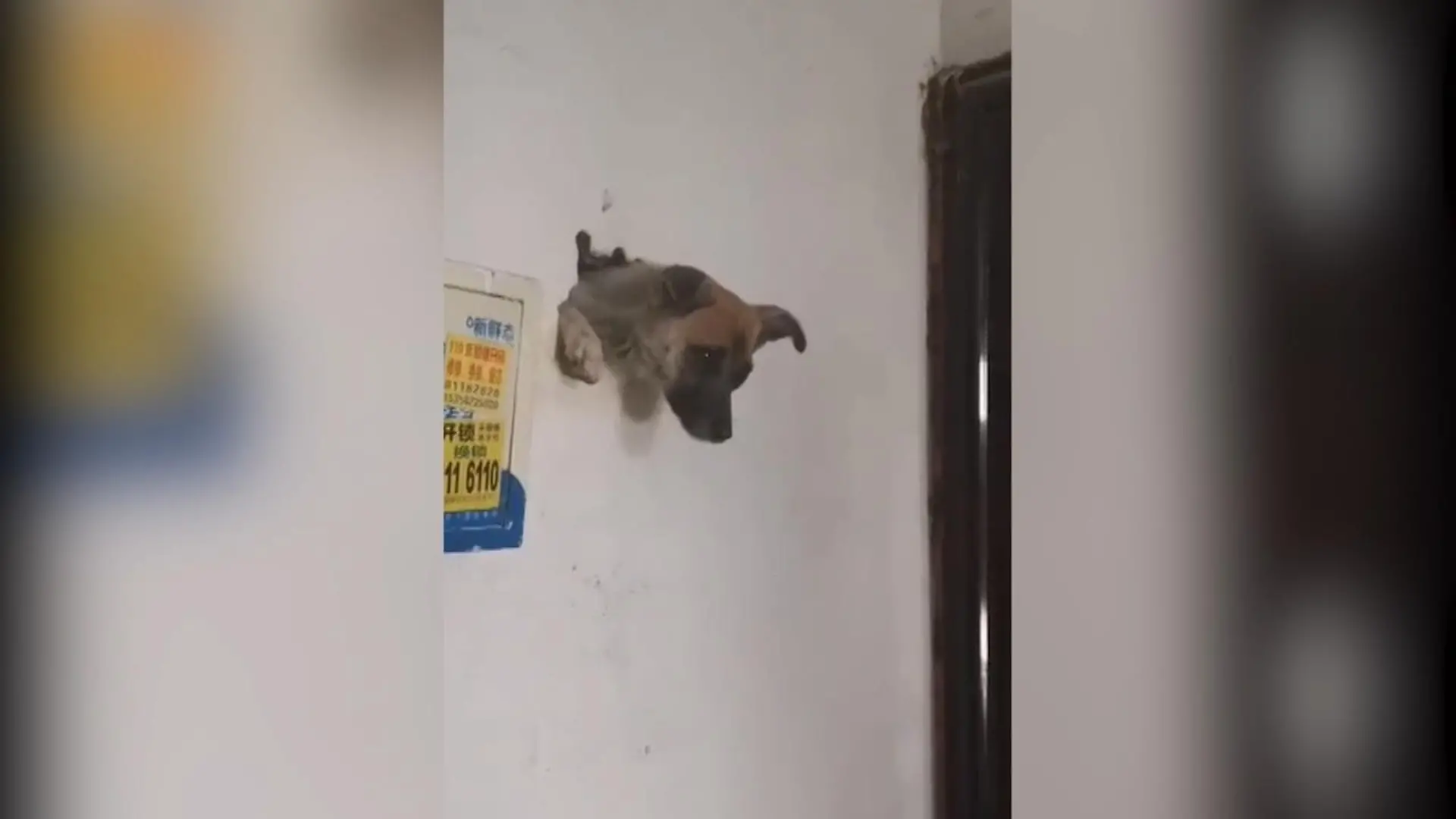 Hund steckt in Wand fest Wie kommt er dahin?