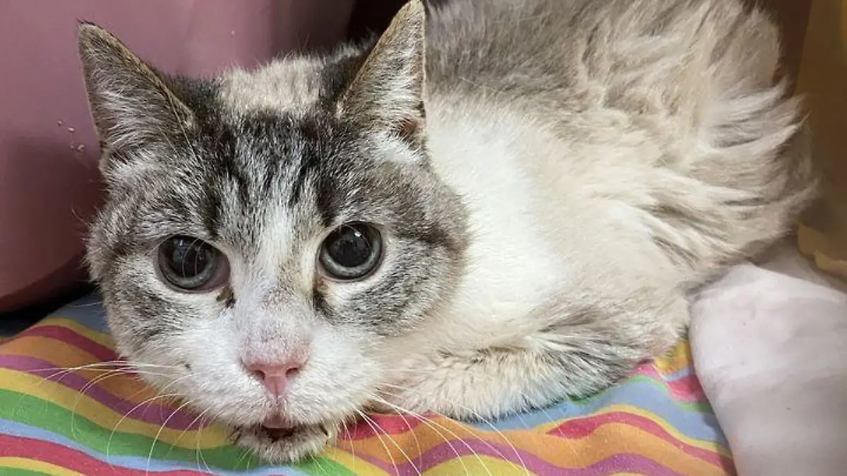 Katze