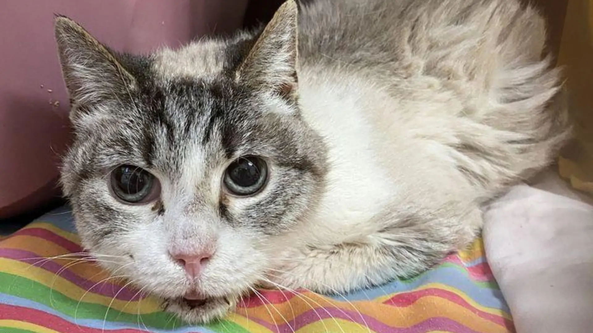 Katze
