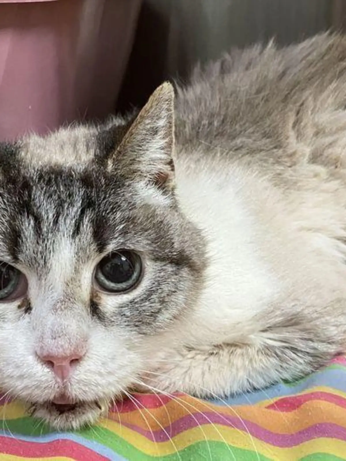 Katze