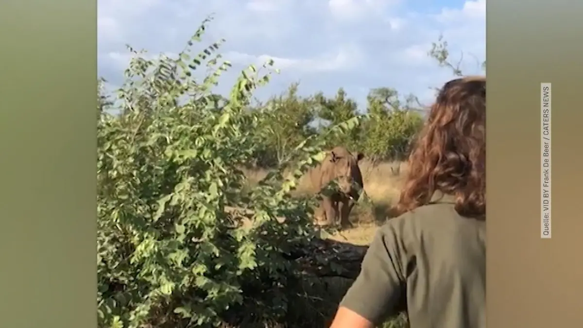 Ranger vertreibt Nashorn Er brüllt das Tier an