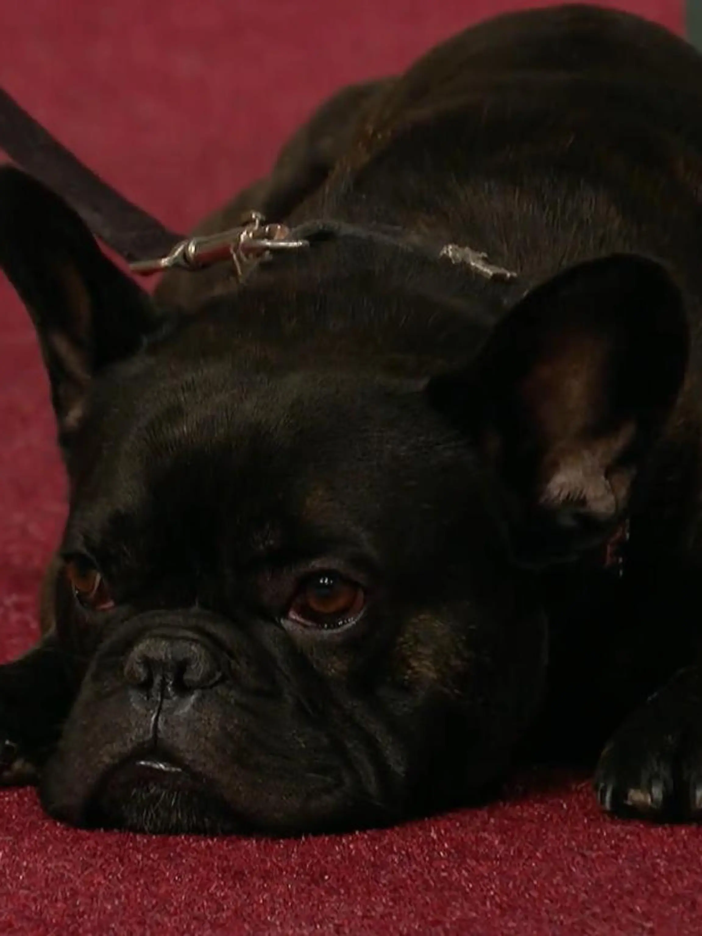 Bild zu: "Bulldogge Bruno wird gemobbt"