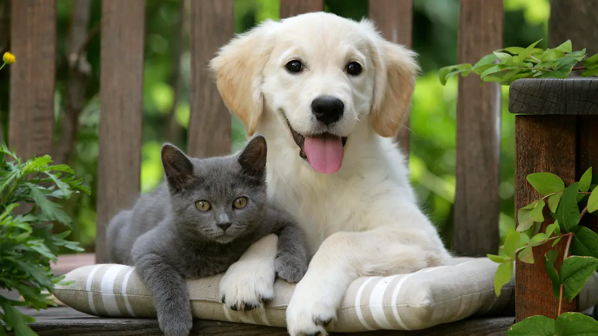 LA-2708
Dog - Golden Retriever puppy sitting on bench with grey kitten
Jean Michel Labat
Exclusive: Not available for cover calendar use.
Exclusive: Not available for jigsaw puzzle use.
All images are copyright protected and remain the property of Ardea Picture Library Ltd. Permission for use is only granted once fee has been agreed and payment made and all digital files must be destroyed unless agreed otherwise in writing. Images must be credited: Photographer Name / ardea.com Keine Weitergabe an Drittverwerter.