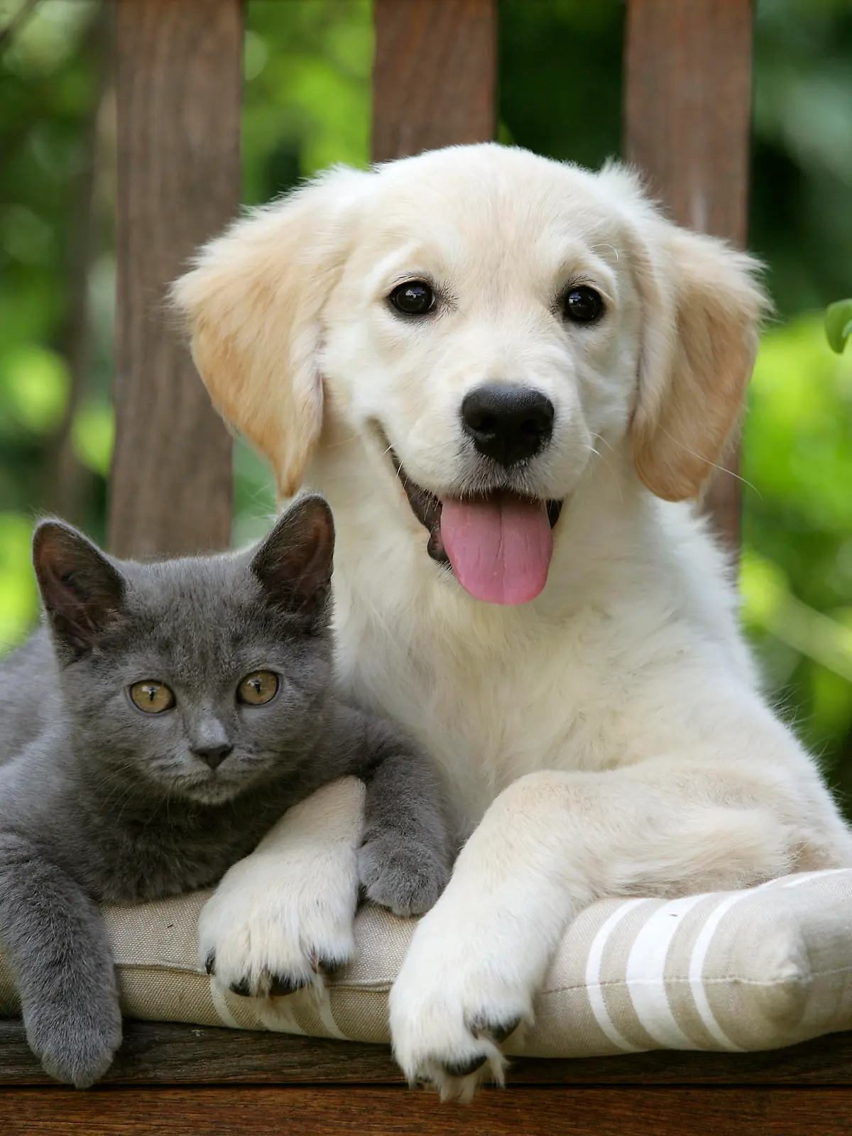 LA-2708
Dog - Golden Retriever puppy sitting on bench with grey kitten
Jean Michel Labat
Exclusive: Not available for cover calendar use.
Exclusive: Not available for jigsaw puzzle use.
All images are copyright protected and remain the property of Ardea Picture Library Ltd.  Permission for use is only granted once fee has been agreed and payment made and all digital files must be destroyed unless agreed otherwise in writing. Images must be credited:  Photographer Name / ardea.com Keine Weitergabe an Drittverwerter.