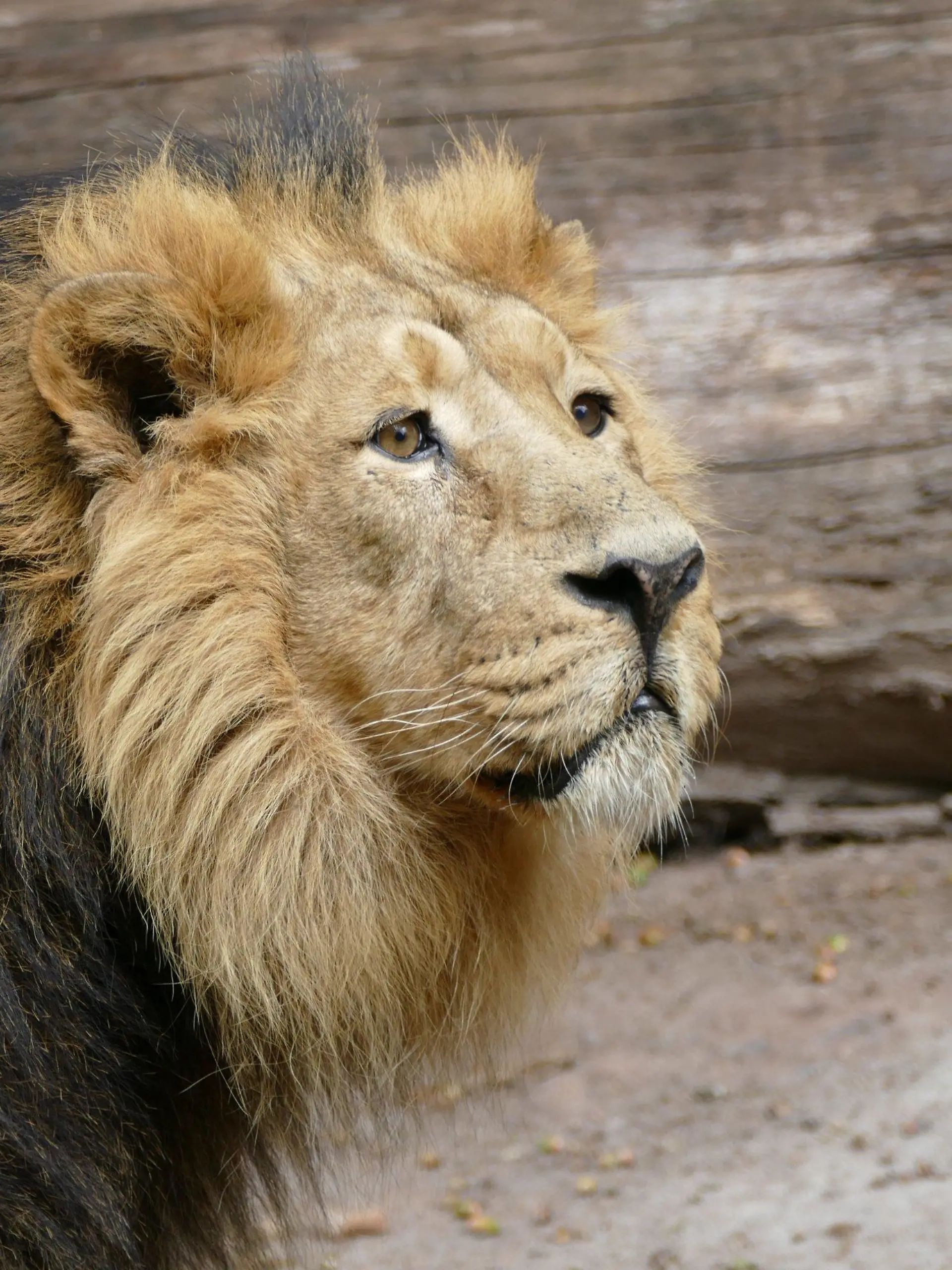 ARCHIV - 06.10.2020, Bayern, Nürnberg: Das Löwenmännchen Subali steht in seinem Gehege im Tiergarten. Der asiatische Löwe wurde zur Förderung des Geschlechtstriebes von seiner Partnerin getrennt. Der erhoffte Nachwuchs bei den Löwen im Nürnberger Tiergarten ist bisher ausgeblieben. Foto: Jörg Beckmann/Tiergarten Nürnberg/dpa - ACHTUNG: Nur zur redaktionellen Verwendung und nur mit vollständiger Nennung des vorstehenden Credits +++ dpa-Bildfunk +++