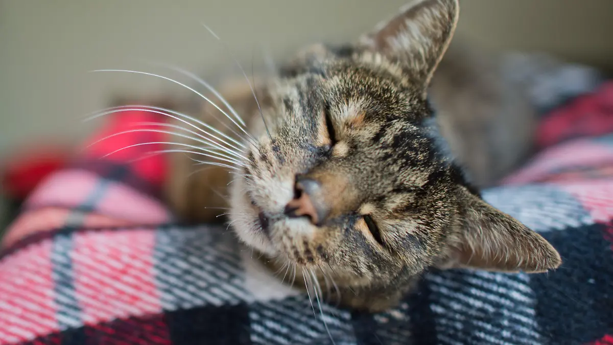 Eine Katze schläft am 22.08.2014 im Katzenhaus im Tierheim in Hannover (Niedersachsen). Aufgrund vieler neugeborener Katzenbabys und zahlreicher zur Ferienzeit ausgesetzter Katzen ist das Katzenhaus im Tierheim Hannover an seine Kapazitätsgrenze gestoßen. Foto: Julian Stratenschulte/dpa +++(c) dpa - Bildfunk+++