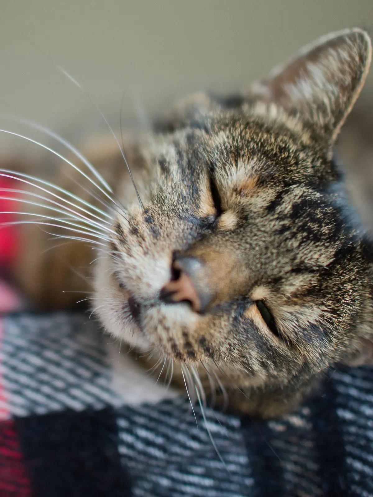 Eine Katze schläft am 22.08.2014 im Katzenhaus im Tierheim in Hannover (Niedersachsen). Aufgrund vieler neugeborener Katzenbabys und zahlreicher zur Ferienzeit ausgesetzter Katzen ist das Katzenhaus im Tierheim Hannover an seine Kapazitätsgrenze gestoßen. Foto: Julian Stratenschulte/dpa +++(c) dpa - Bildfunk+++