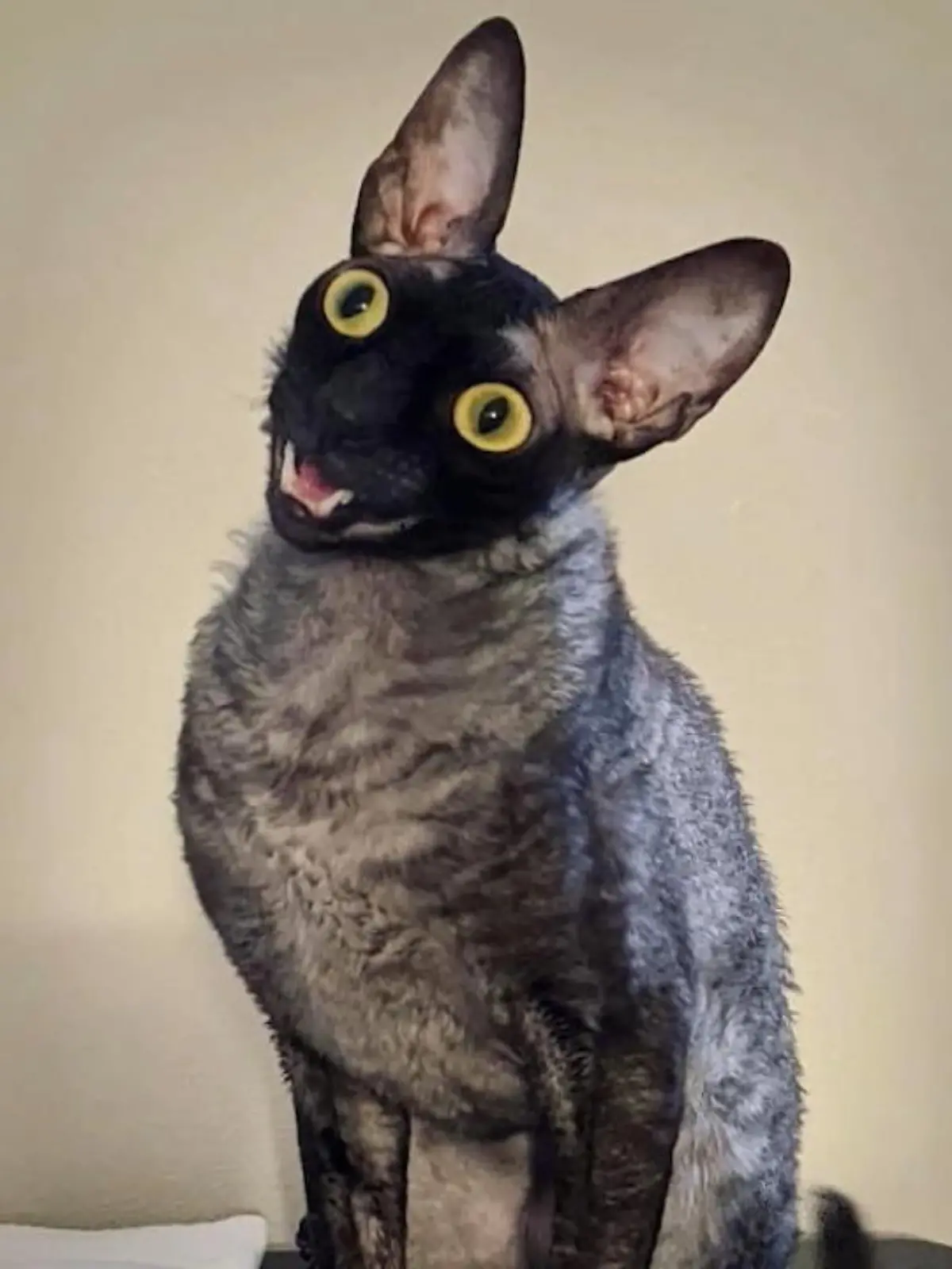 Zugegeben: Katze ‘Pixel’ sieht nicht aus wie der klassische Stubentiger von nebenan, aber genau das liebt ihre Besitzerin Alyson Kalhagen aus Wisconsin sehr.