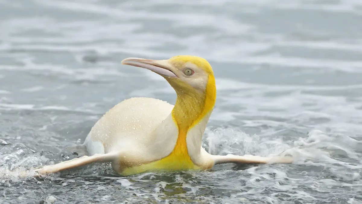Gelber Pinguin im Wasser